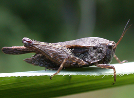 Black-sided Pygmy Grasshopper